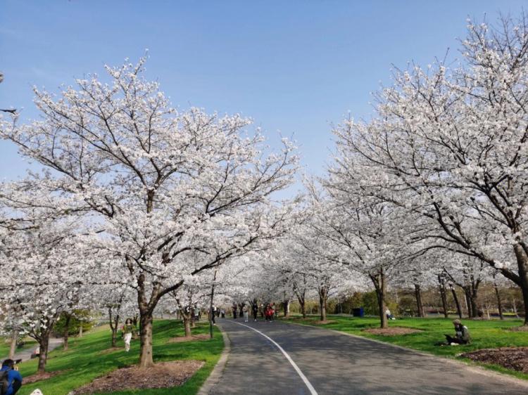 【园艺养护】中国樱花开花的时节及注意事项
