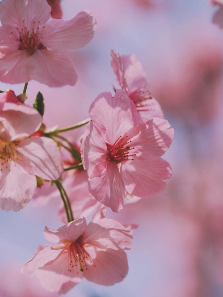 【意蕴传承】樱花在中国文化中的代表意义