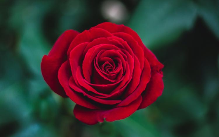 红玫瑰、粉玫瑰等的花语含义及浪漫文案推荐