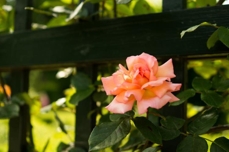 【爱意之花】 粉色玫瑰象征的深情意义解析