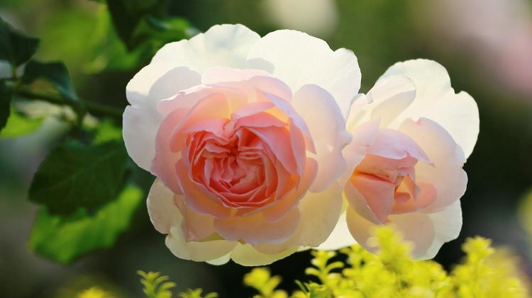 玫瑰老桩种植小技巧，花耀琳琅满目