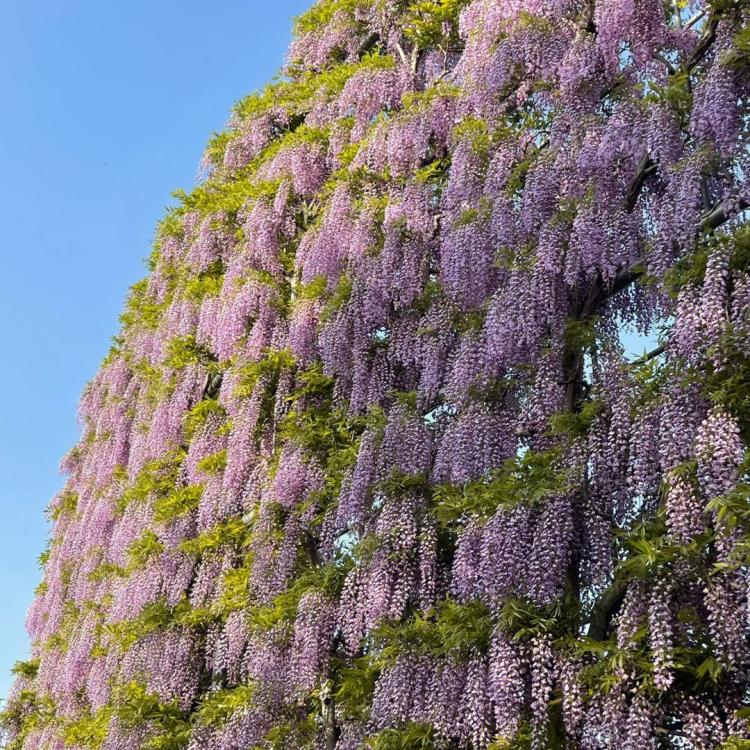 探秘紫藤萝瀑布：一场春季最美的花海盛宴