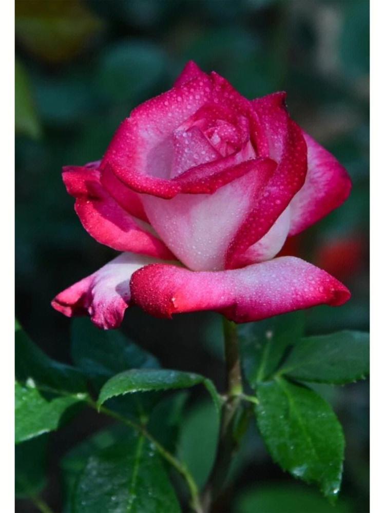 用十一支玫瑰表达真挚情感，了解花语很必要！
