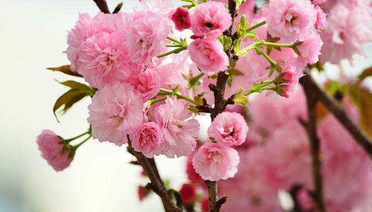 樱花的含义与趣闻，让你更懂得春天的美