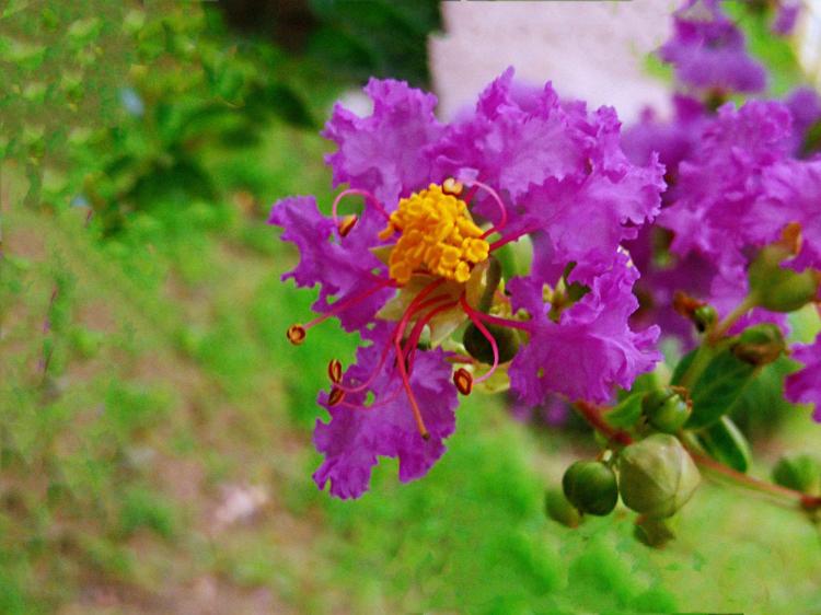 紫薇花语的种种含义，让你爱上这朵花