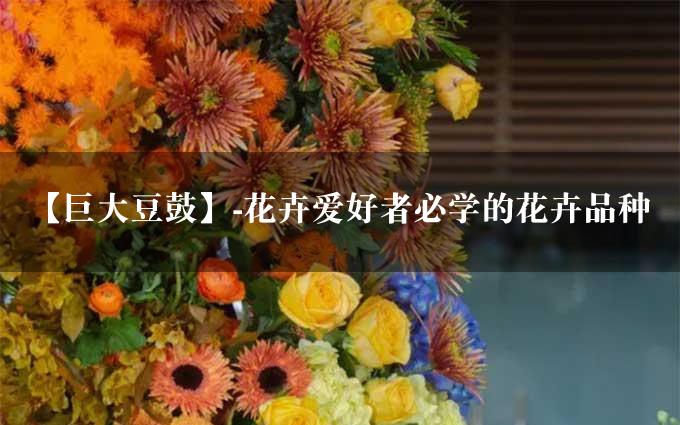 【巨大豆鼓】-花卉爱好者必学的花卉品种
