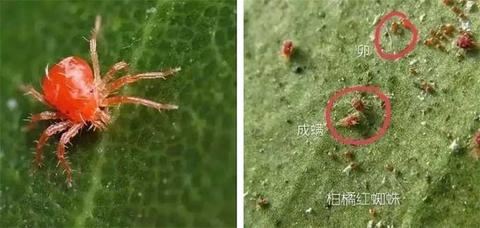 如何识别和防止红蜘蛛对花卉的危害？