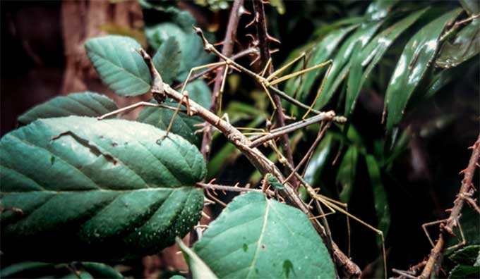 竹节虫长什么样子？如何判断竹节虫对花卉的危害程度及应对措施