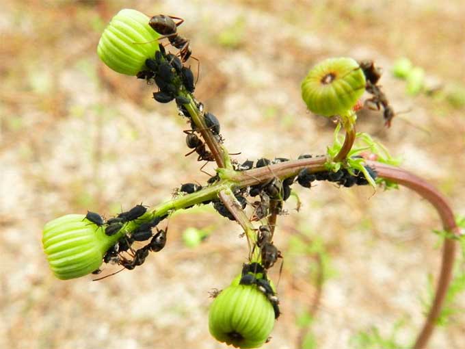 蚂蚁入侵花卉园：如何发现并防治花卉虫害？
