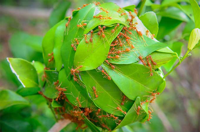 花卉虫害之蚂蚁攻略：如何有效控制蚂蚁的侵袭？