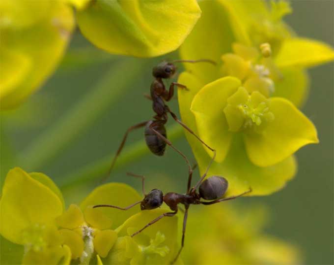 蚂蚁对花卉的破坏力：如何保护你的花卉植株？
