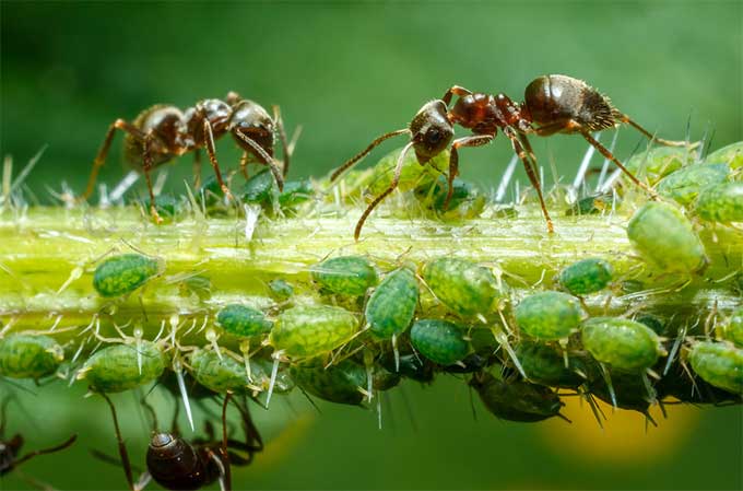 花卉虫害蚂蚁解决方法：让你告别烦恼，轻松护花！