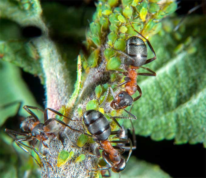 花卉园里的蚂蚁危机：如何快速有效应对？