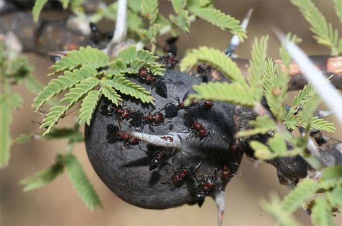 蚂蚁对花卉的损害：预防与治理技巧，让花朵绽放！