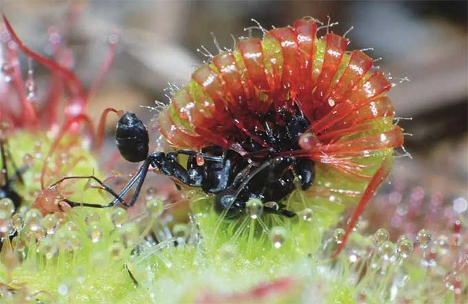 花卉园艺中的蚂蚁难题：如何轻松解决？