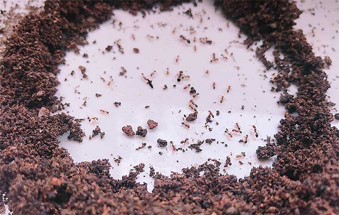 花盆中出现蚂蚁会危害花的生长吗，揭秘蚂蚁对花卉的危害：花卉养护中的虫害难题
