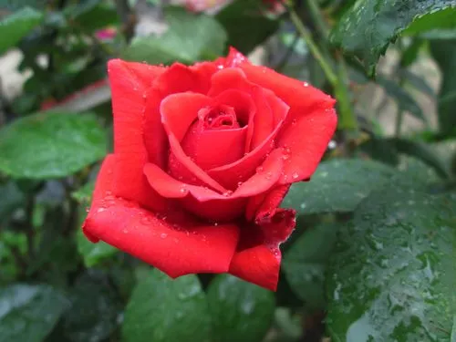 张碧晨眼中的红玫瑰：浪漫醉人，令人心动