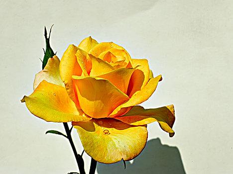 【花语解读】黄玫瑰代表什么？男人在送花时需注意的细节！