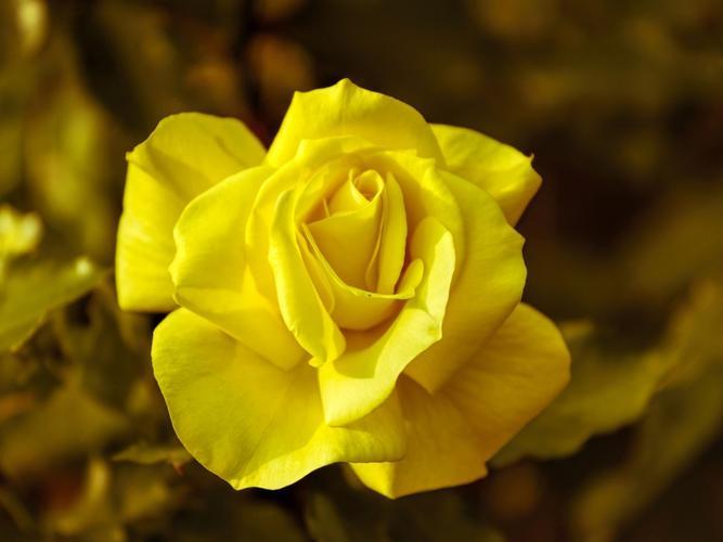 男人送女孩黄玫瑰是什么意思？黄玫瑰的象征解读！