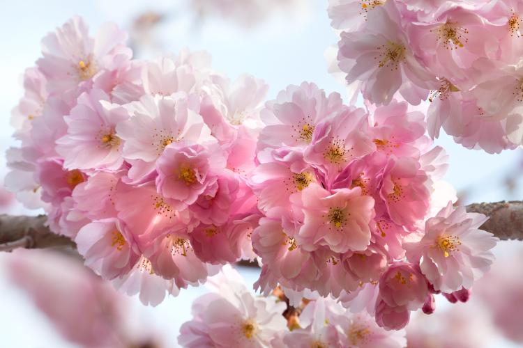 樱花的样子：优美的花瓣和雅致的枝条