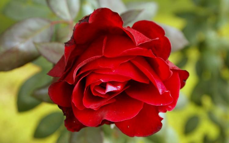 七夕玫瑰：让你的爱意在这个特殊的日子里传递