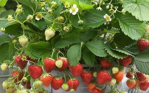 台湾草莓兵：在阳台或小院也能轻松养殖