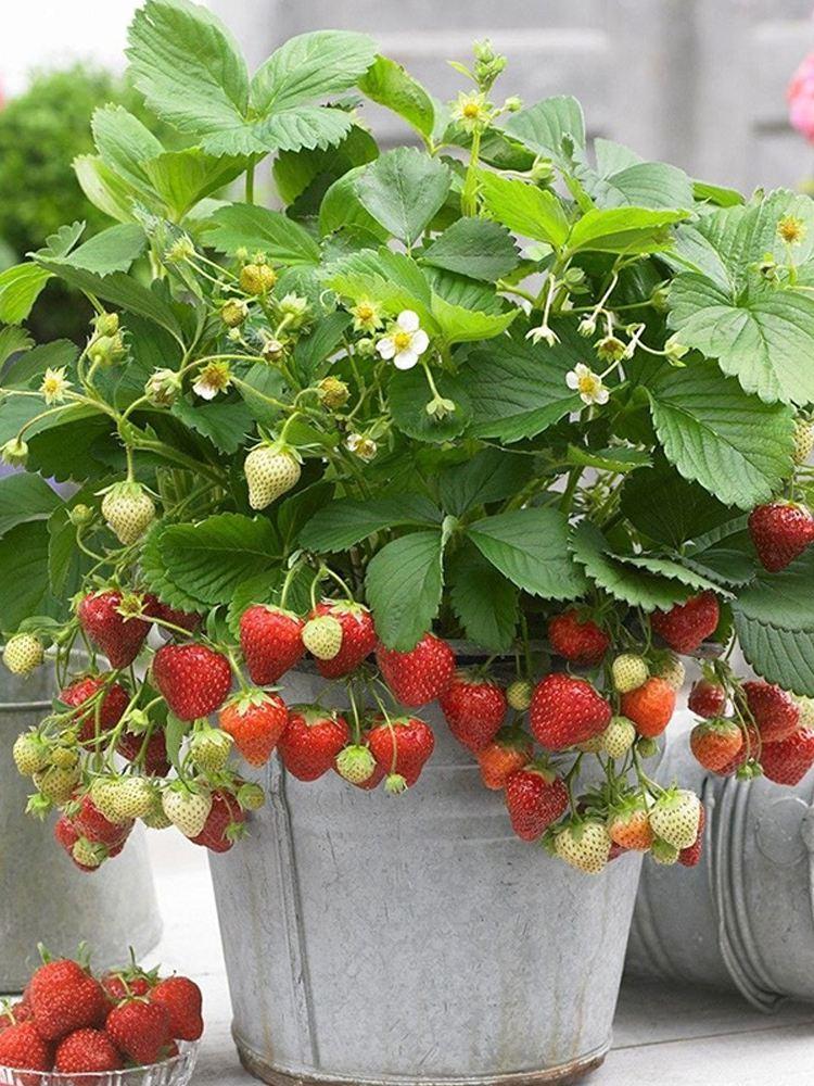台湾草莓兵：在阳台或小院也能轻松养殖