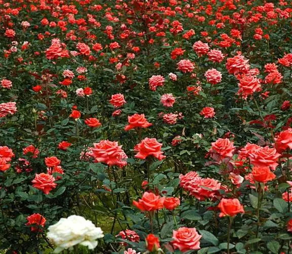 玫瑰花语大全：99朵玫瑰花代表什么意义？
