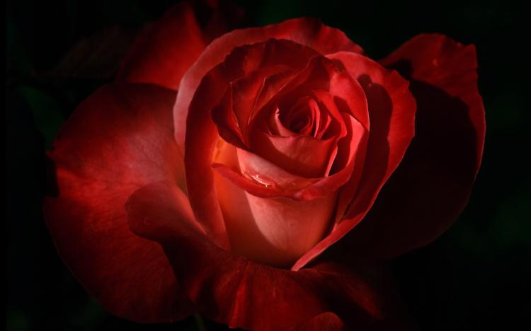 【99朵玫瑰花的赠送方式及寓意】-捧出你的玫瑰花表达对TA的爱