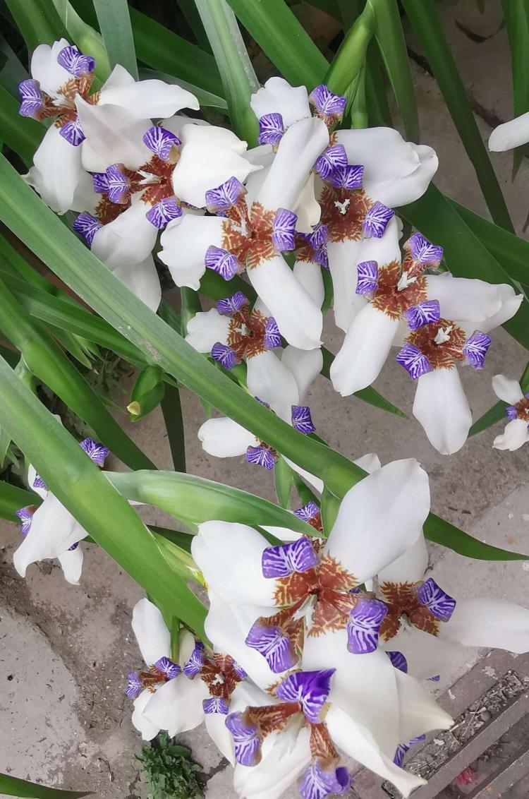 二色鸢尾花——给人们带来美好祝福的花卉