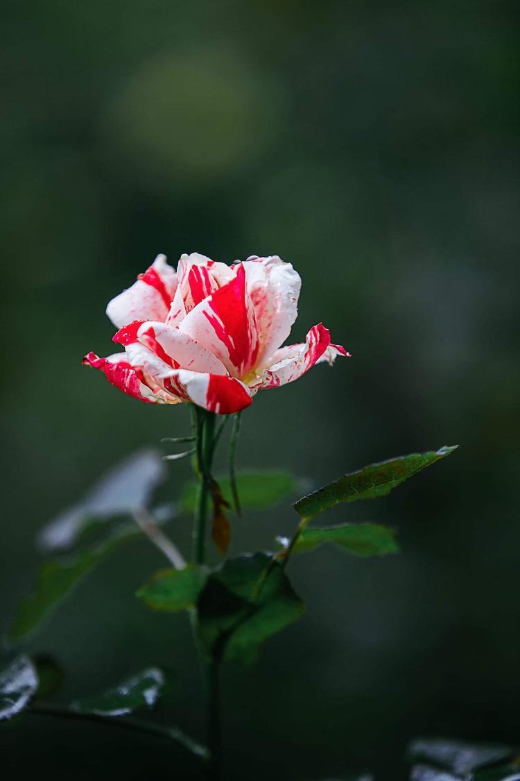 分别是哪个国家的名花？月季、蔷薇、玫瑰详细介绍