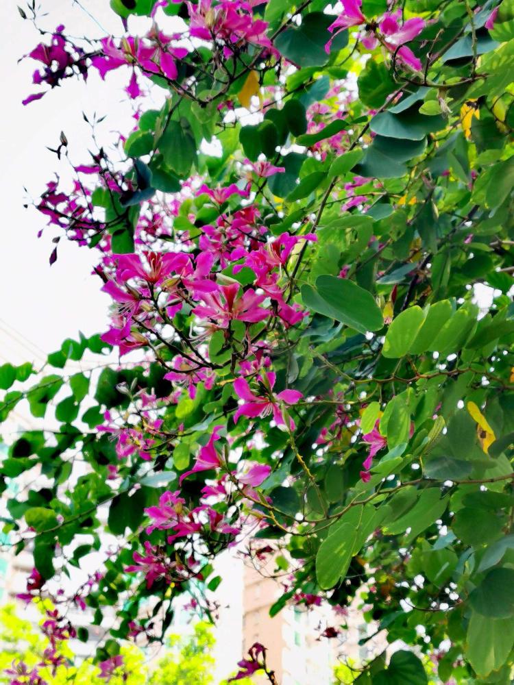 湖南衡阳世界最大洋紫荆树的诞生，让我们为之震撼和赞叹