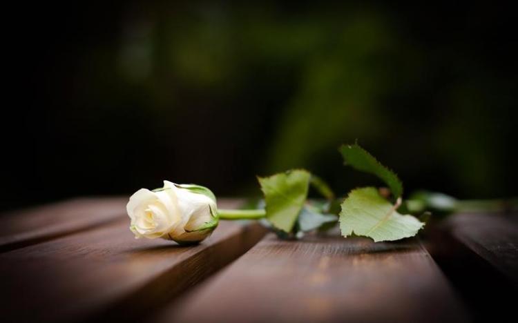 非常简单的选择，一份两朵白玫瑰的礼物意义！