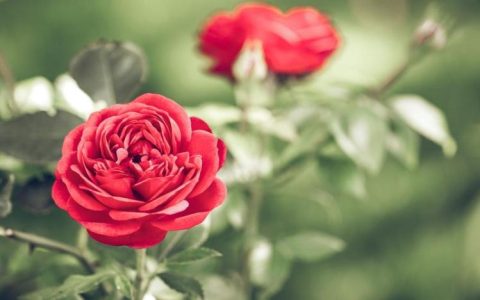 尊贵传统：33朵玫瑰花在皇室文化中的地位