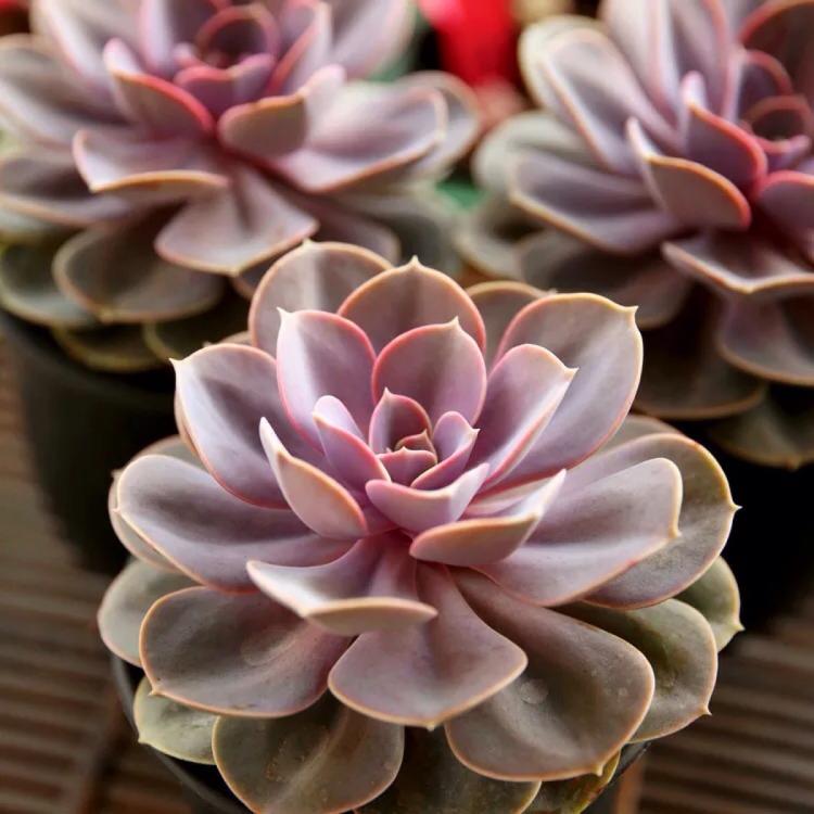 紫珍珠斗罗大陆：美丽花卉背后的养殖技巧