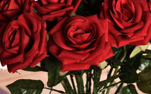 玫瑰花语：男人送女人粉玫瑰到底意味着什么？