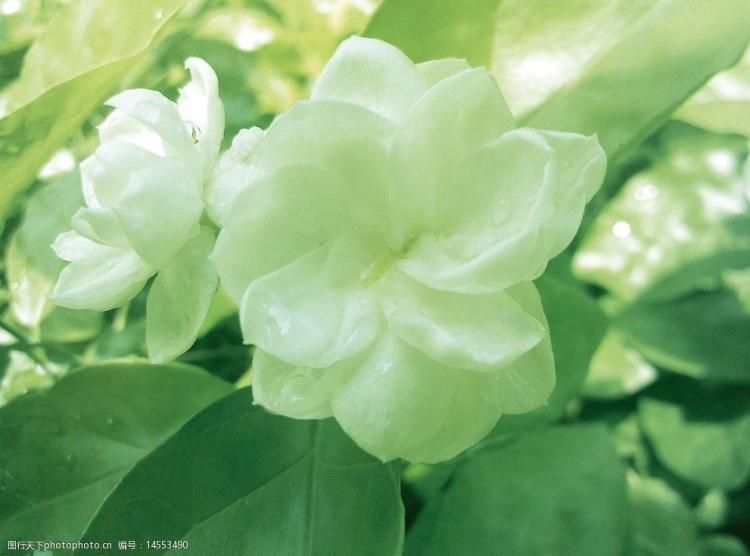 味道芬芳的茉莉花，是春季还是秋季开花？