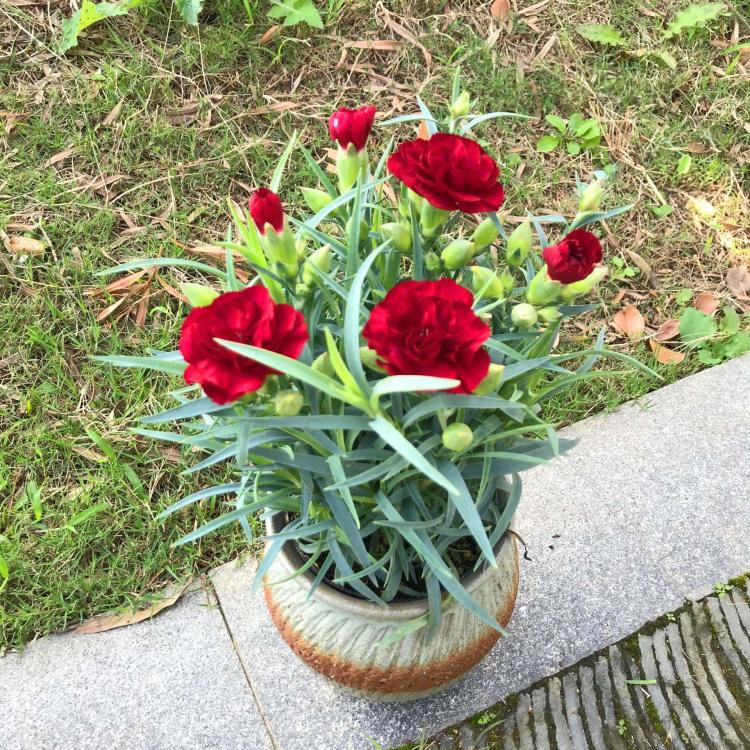 康乃馨盆栽如何定位？教你如何照顾好你的花儿！