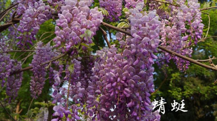紫藤萝瀑布传说：一个关于传统文化与自然之美的故事