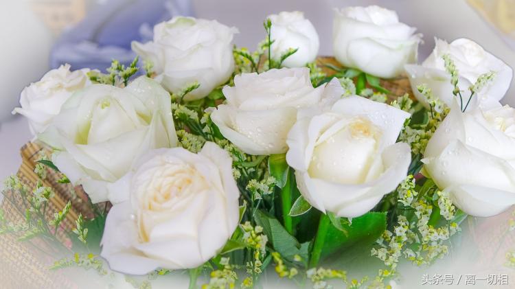 白玫瑰花的五种代表意义，你知道几个？