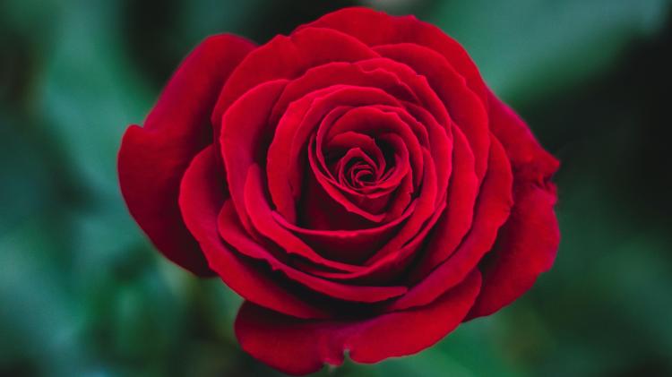 999朵玫瑰代表什么？它背后的花语、情感和寓意