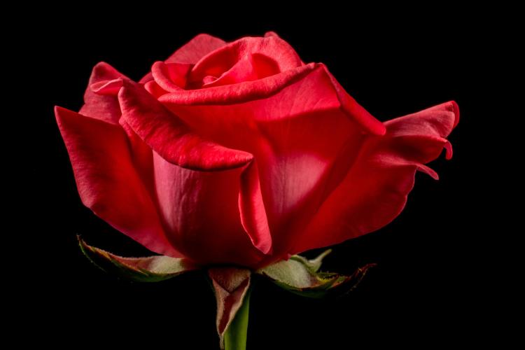花语之玫瑰：送闺蜜什么颜色的玫瑰最合适