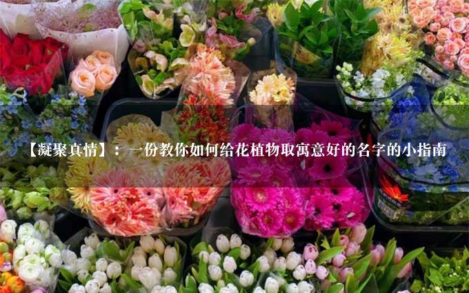 【凝聚真情】：一份教你如何给花植物取寓意好的名字的小指南
