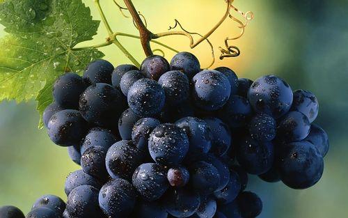 盆栽葡萄的栽培与收获：什么时候该采收？
