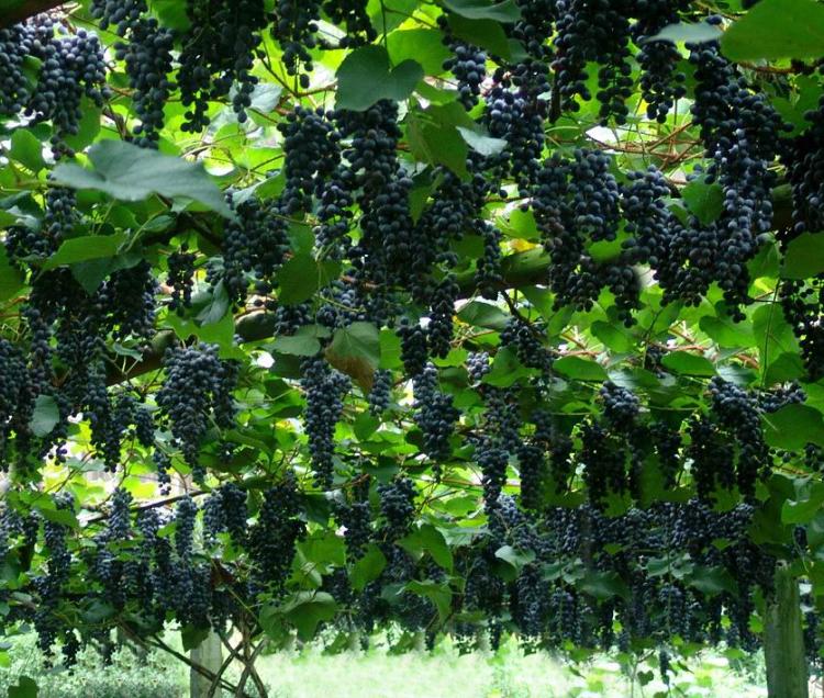 盆栽葡萄的营养管理和病虫害防治