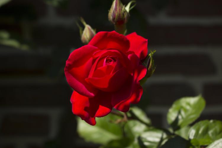 19朵玫瑰的花语：除了爱情还有哪些含义？
