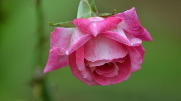 每一朵花都有它的态度，19朵玫瑰代表你的心境