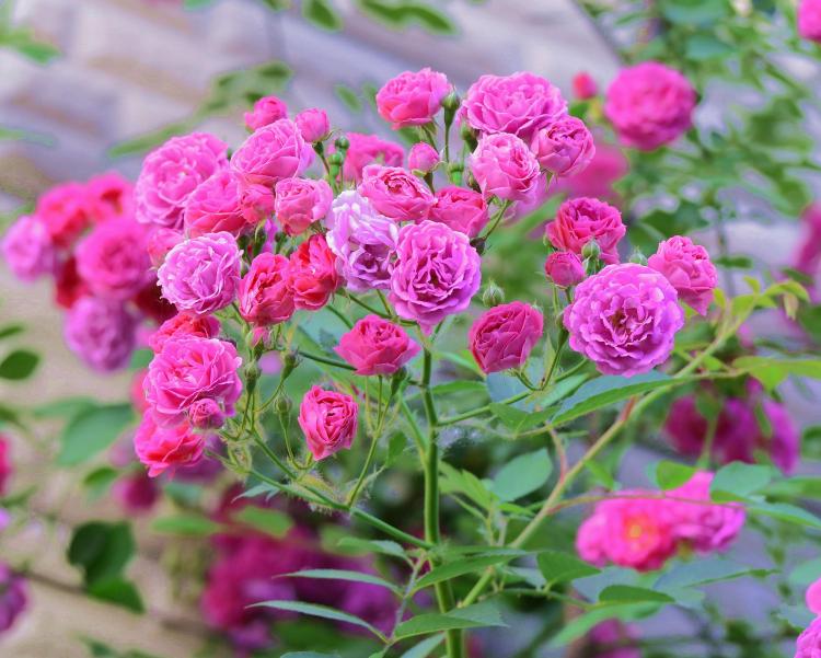如何用19朵玫瑰传递爱情的语言？