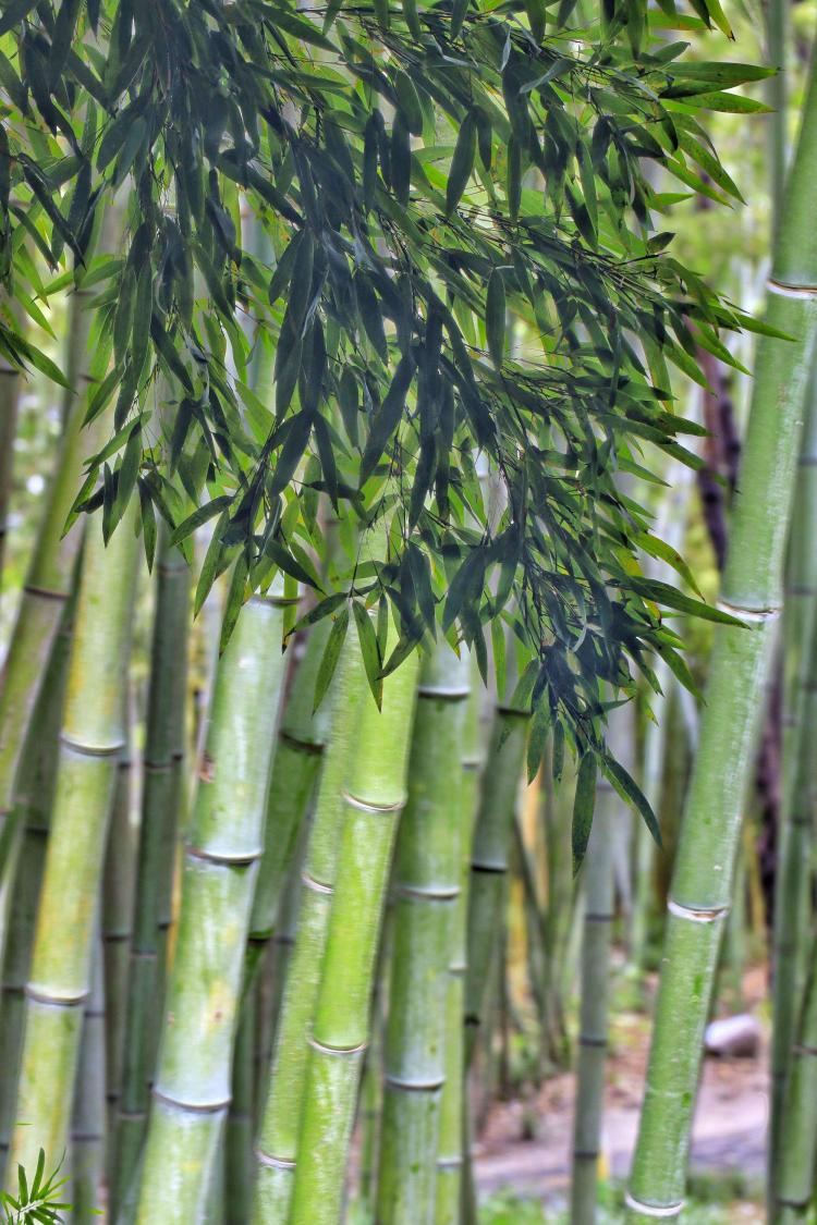 你知道翠竹的象征意义吗？它寓意的是……