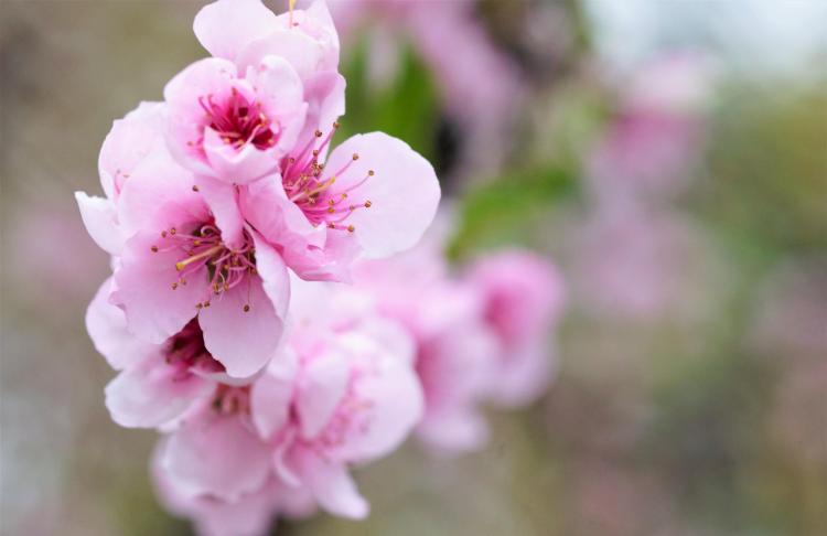 深圳的春天——美丽的桃花乡村风光